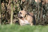 BULLDOG ANGLAIS 107